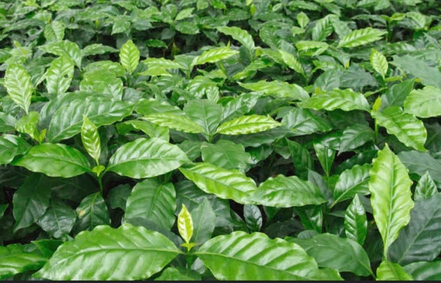 About Kibinge Organic Plus Limited