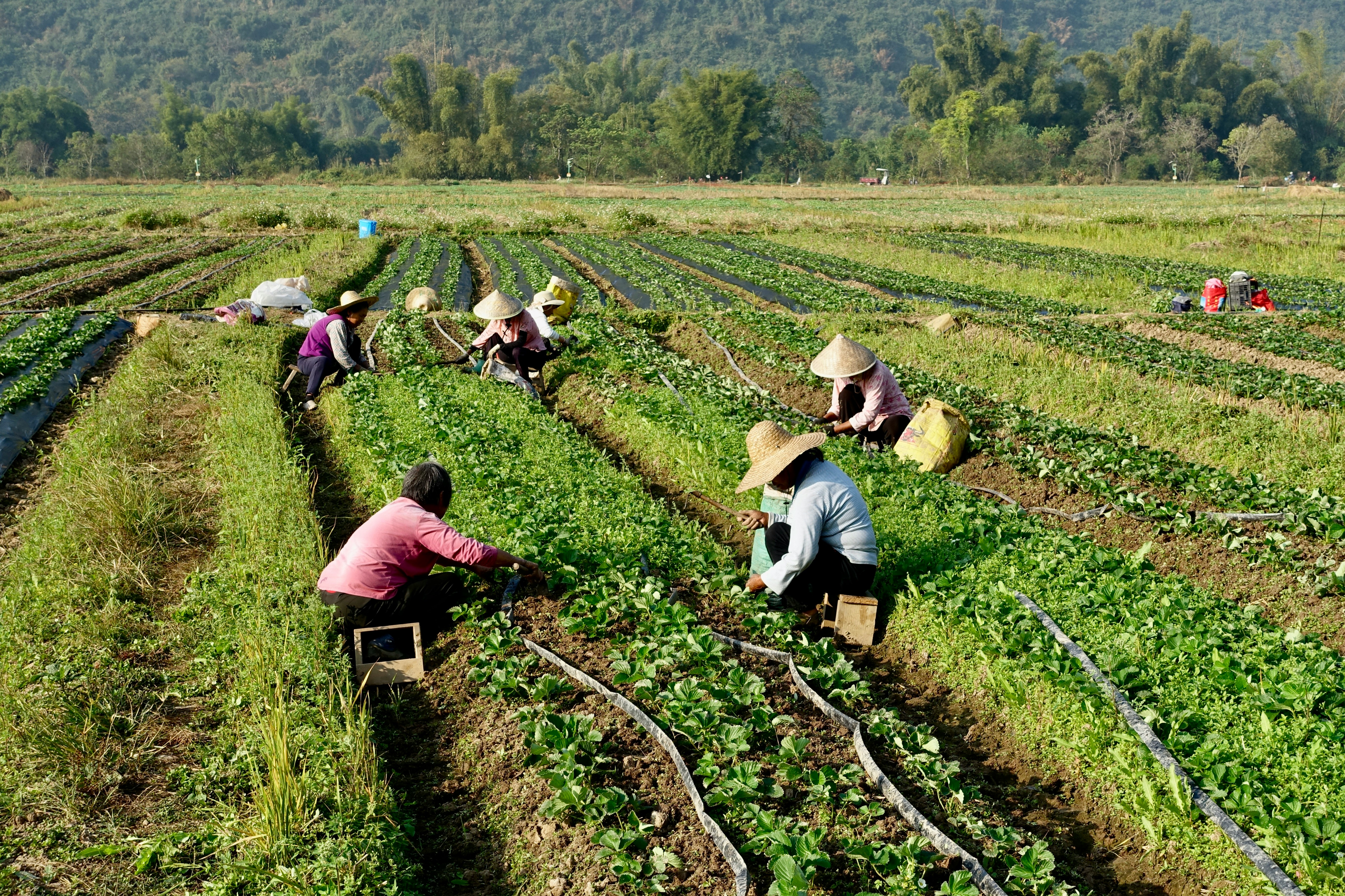 Youth Training on Organic Farming Practices