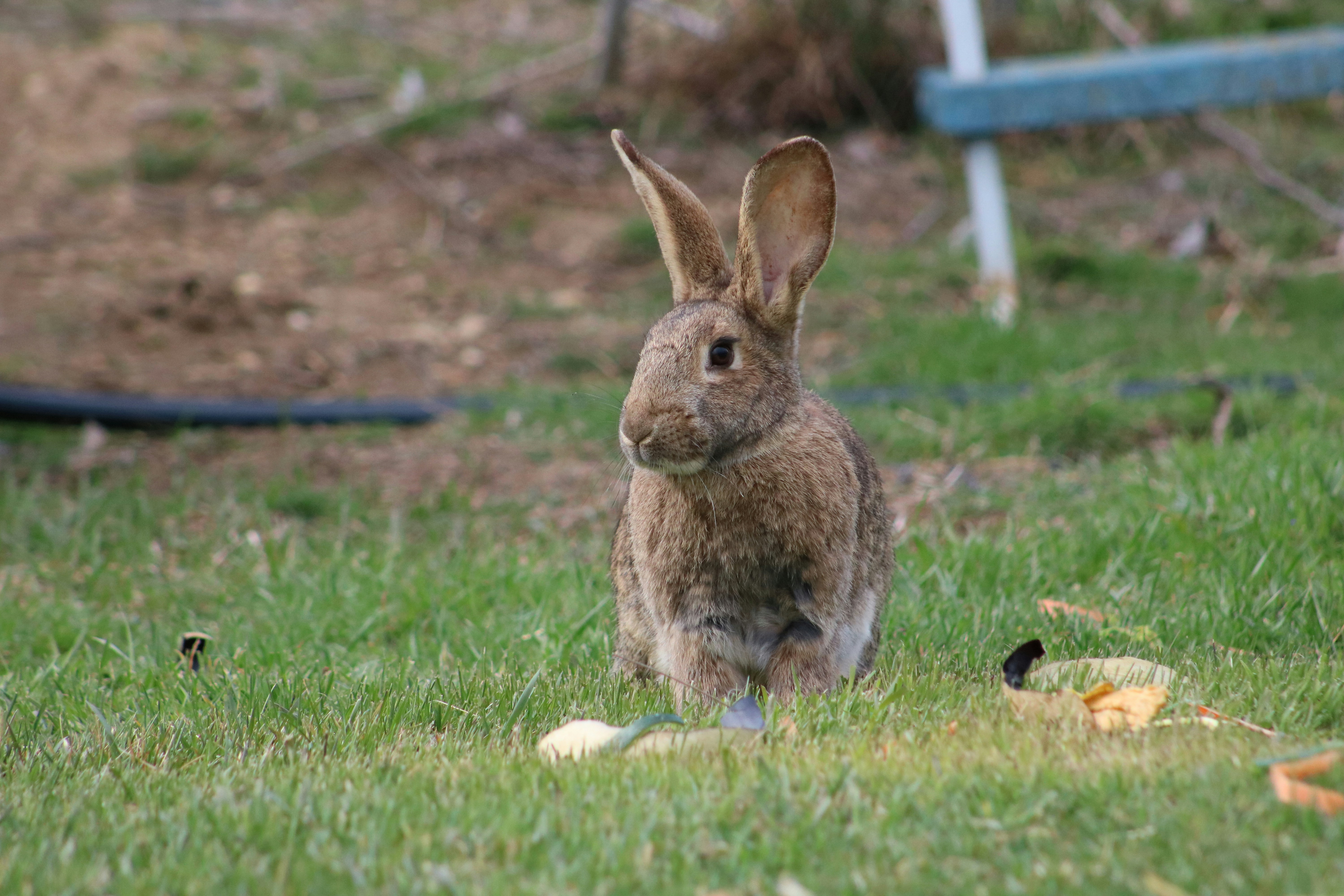 New Partnership to Expand Rabbit Farming Program